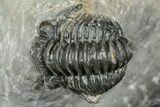 Detailed Austerops Trilobite With Two Gerastos - Morocco #327546-3